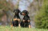 DOBERMANN 363